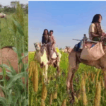 RSF and Allied Militias Attack Civilians’ Farmlands in Zalingei, Central Darfur