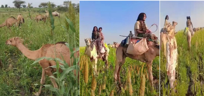 RSF and Allied Militias Attack Civilians’ Farmlands in Zalingei, Central Darfur